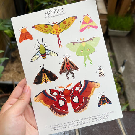 moth chart print